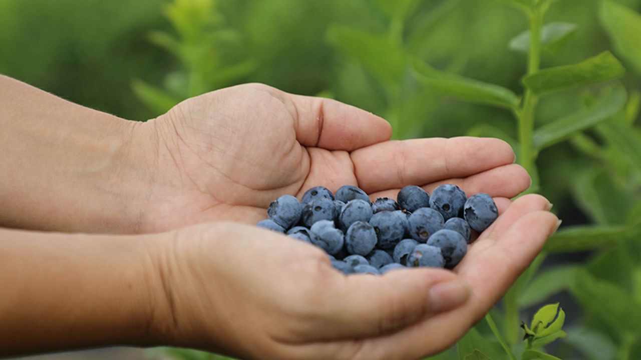 Eskişehir’de maviyemiş hasadı başladı