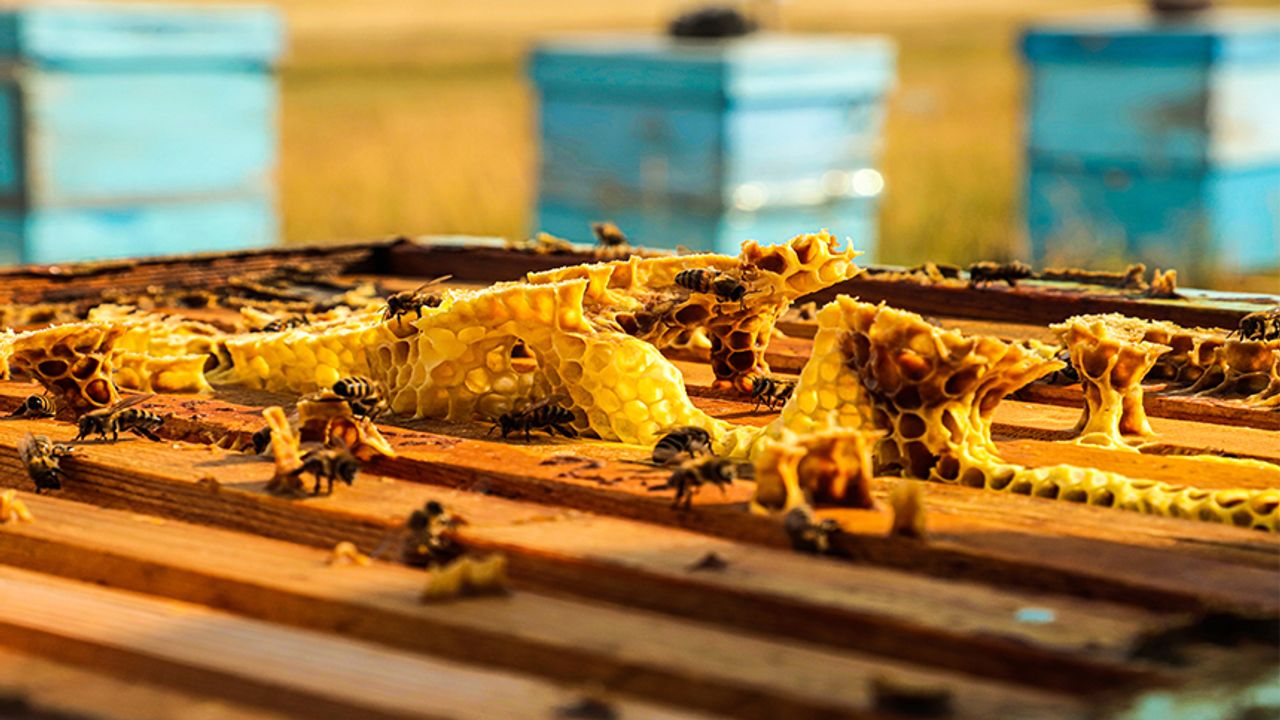 Köy hayatını seçti, amacı bal üretiminde markalaşmak