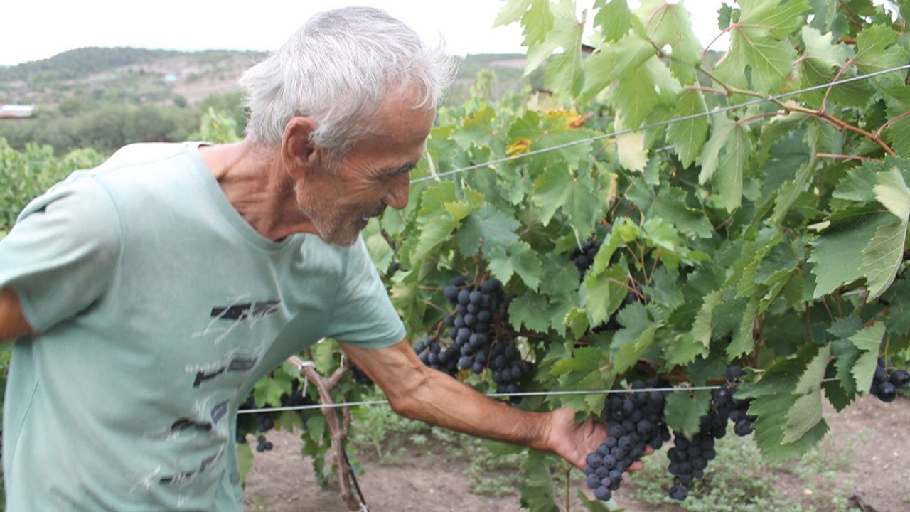 Fransa'da gördü, Manyas'ta uyguladı