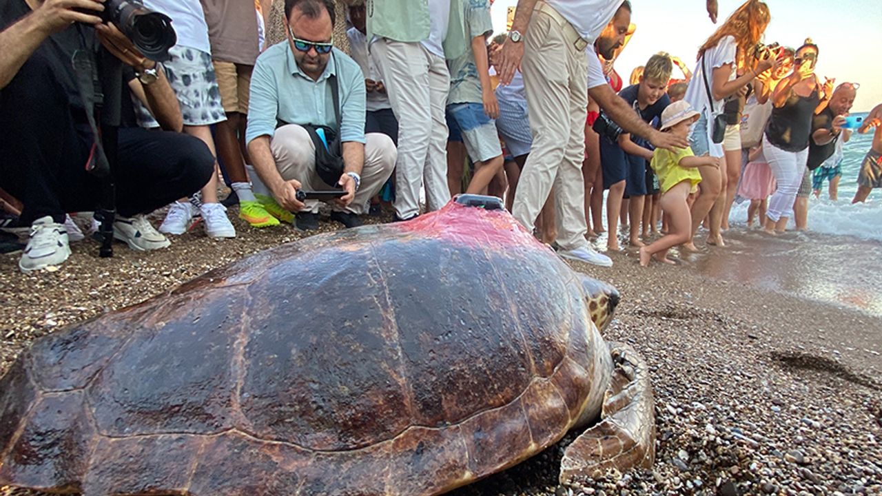 Caretta caretta 'Lara Barış'ın 600 kilometrelik yolculuğunu 29 bin kişi görüntüledi