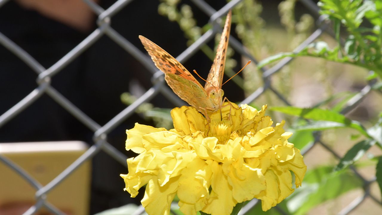 Kelebekler son günlerini yaşıyor