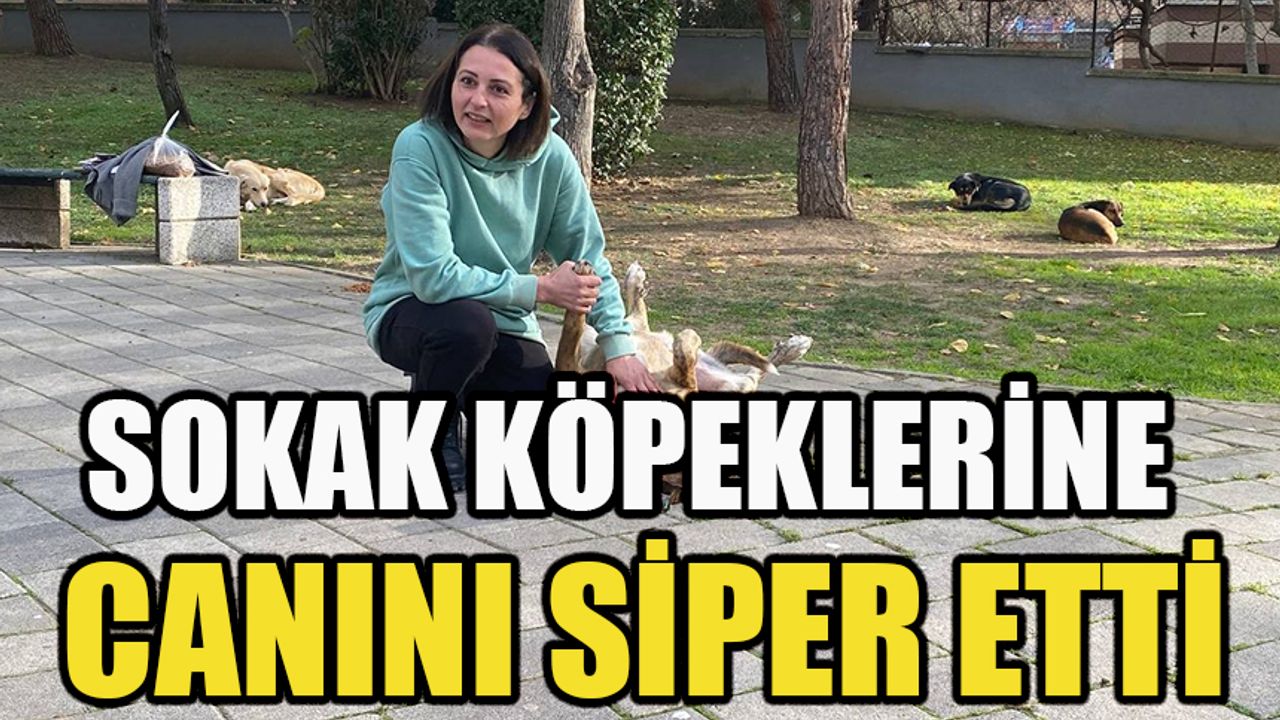 Sokak köpeklerine canını siper etti