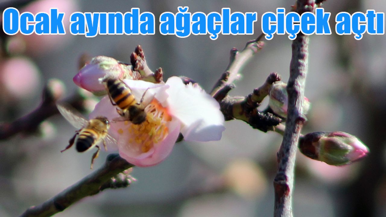 Ocak ayında ağaçlar çiçek açtı