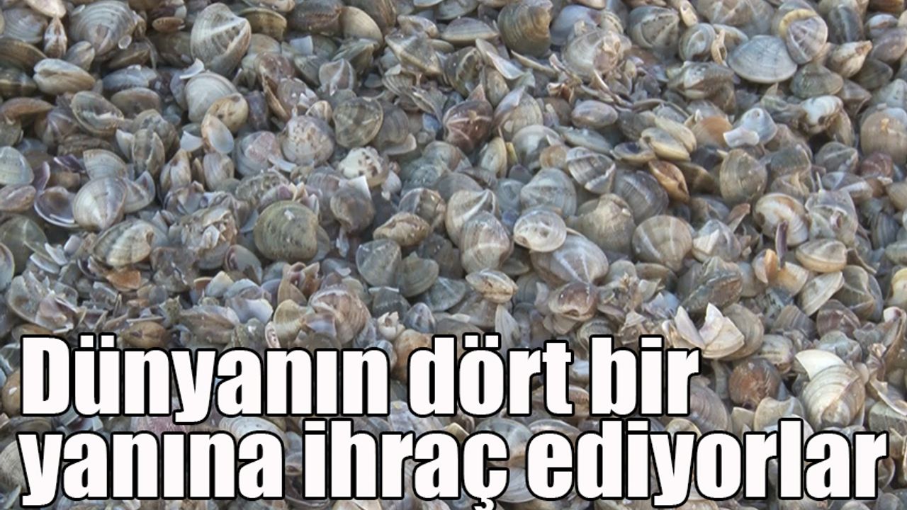 Dünyanın dört bir yanına ihraç ediyorlar