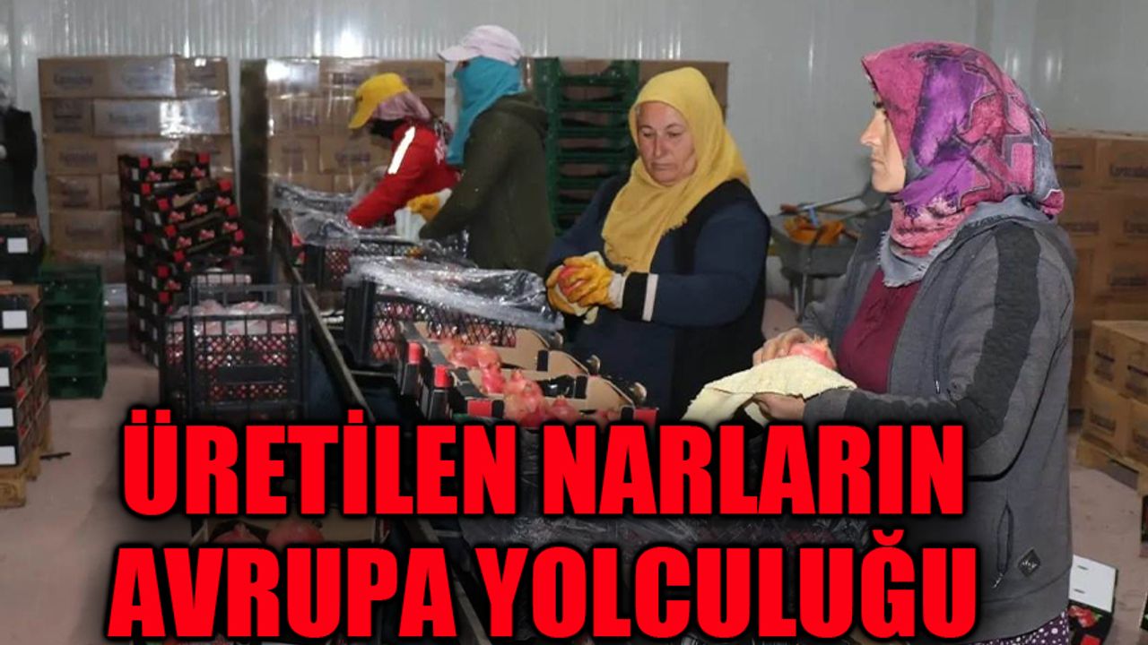 Üretilen narların Avrupa yolculuğu