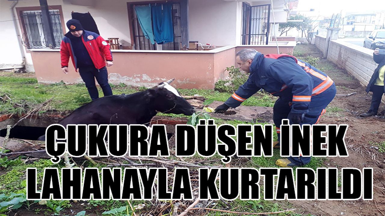Çukura düşen inek, lahanayla kurtarıldı