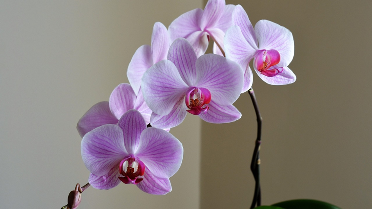 Solan orkide nasıl canlandırılır?