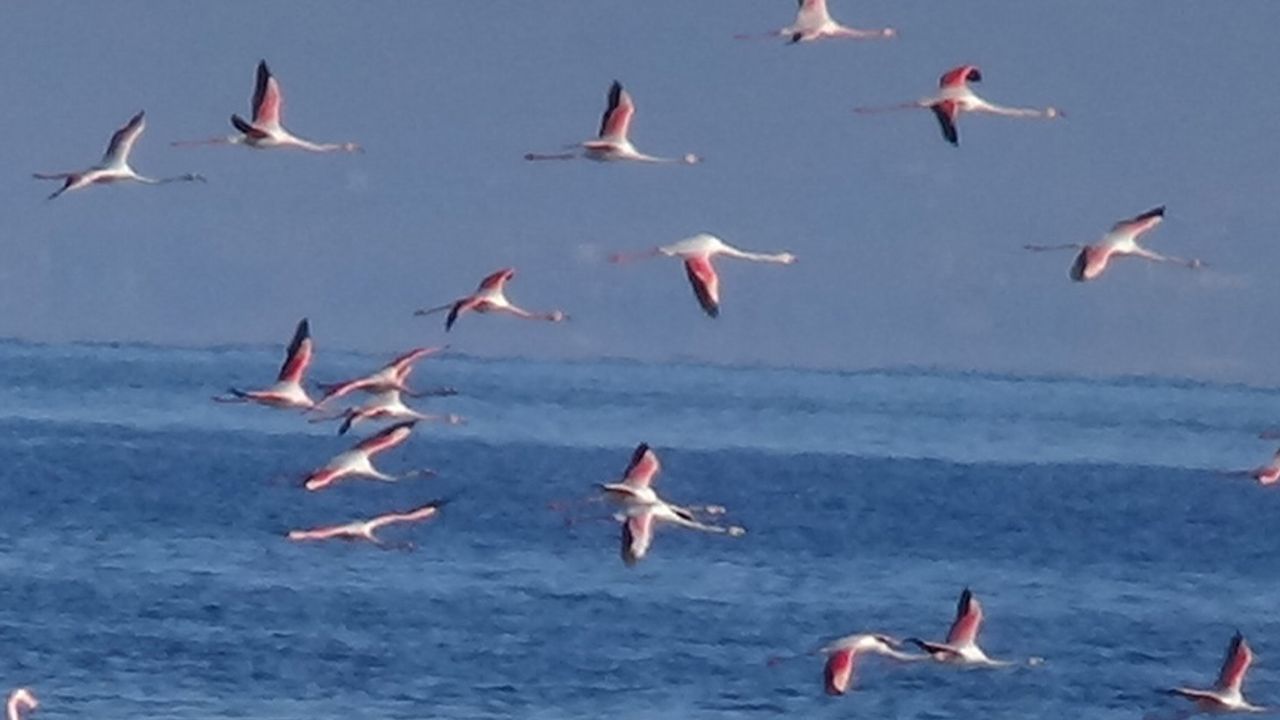 Flamingolar'dan görsel şölen!
