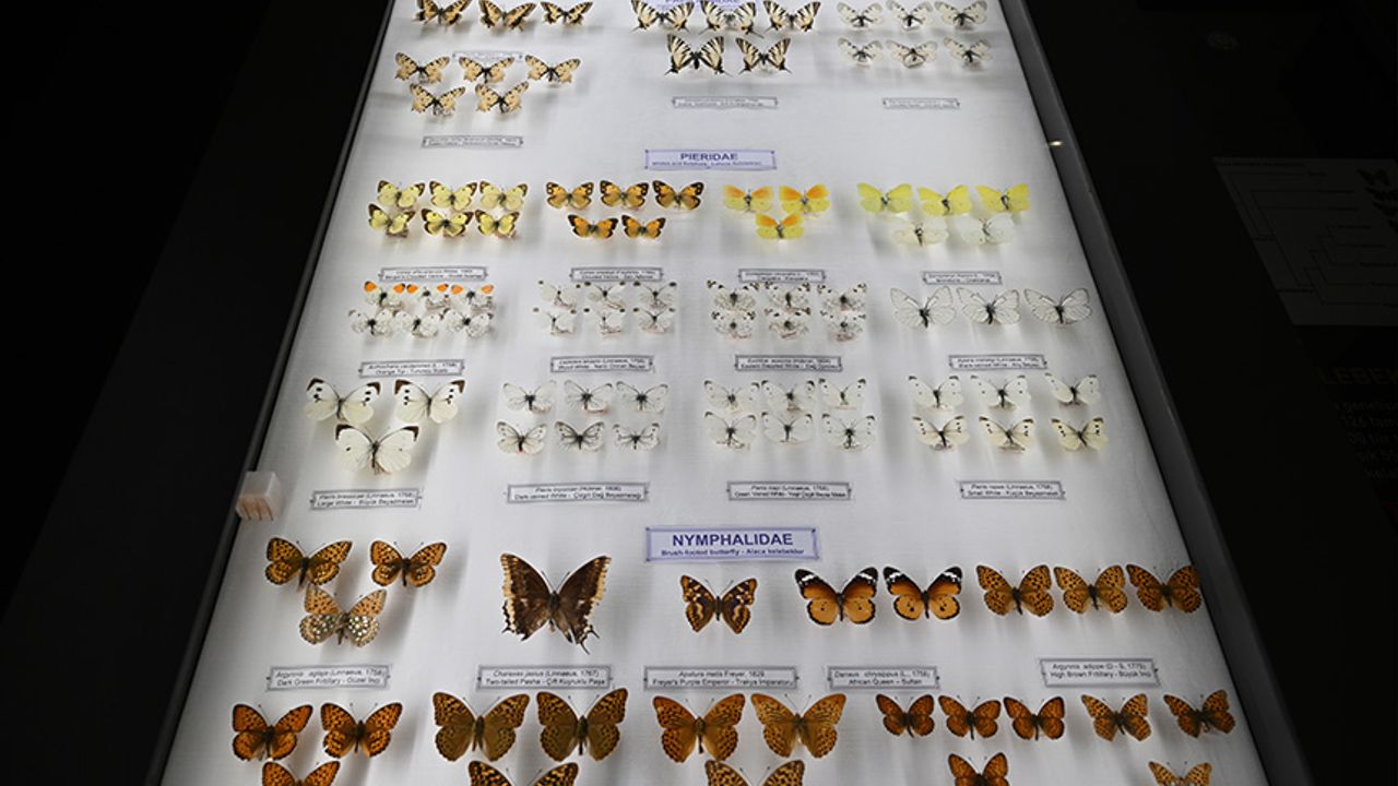 Trakya Üniversitesi Doğa Tarihi Müzesi öğrencilere derslik de oluyor