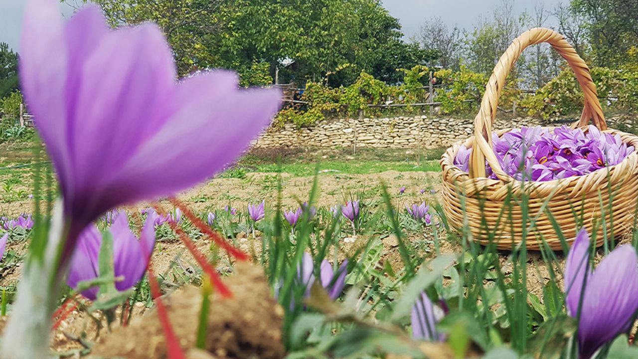 Serin hava, 'dünyanın en pahalı baharatı'nda çiçek açtırdı!