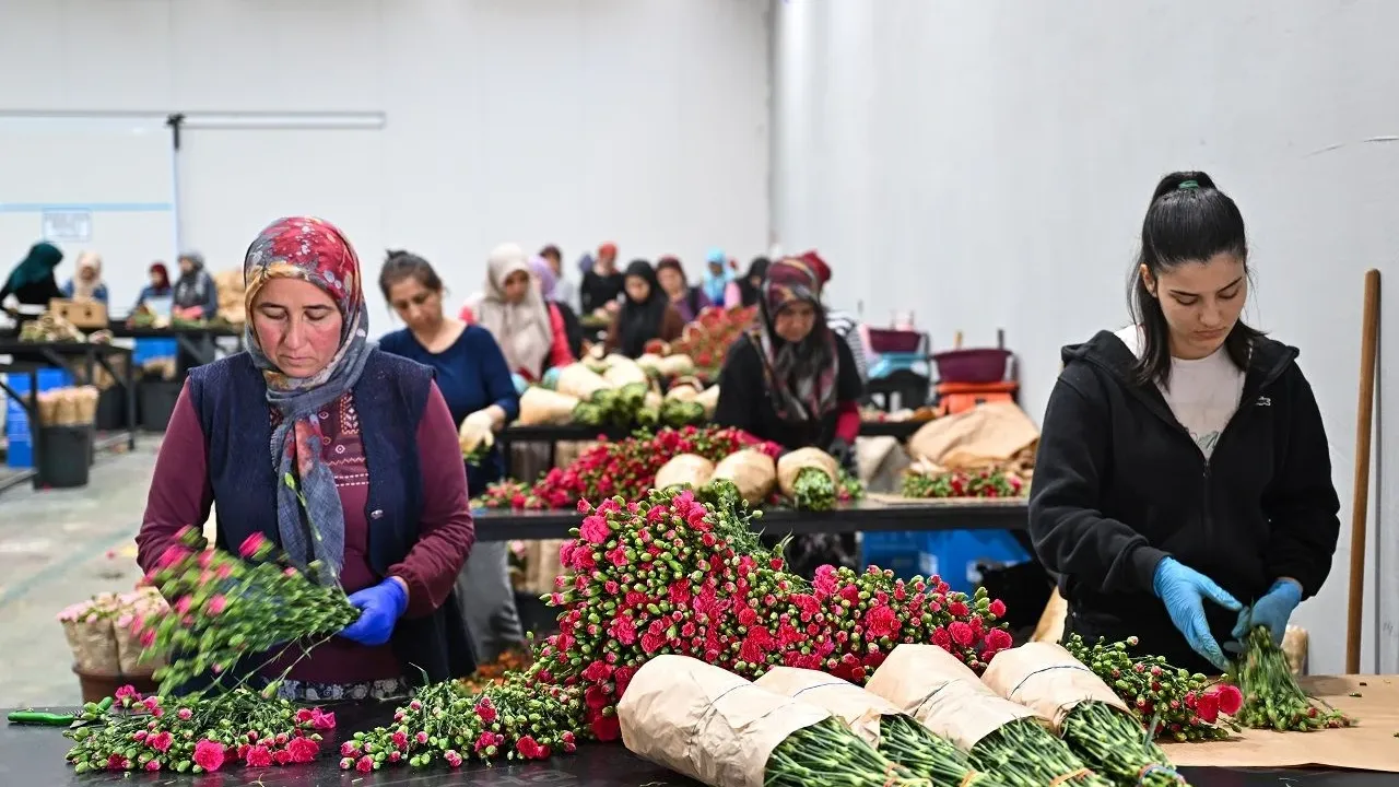 Anneler Günü yaklaşıyor: 30 ülkeye gül ihracatı!