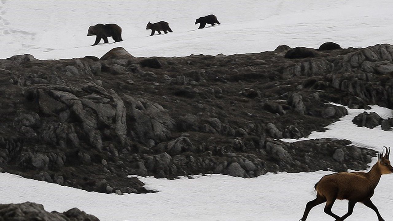 Munzur Dağı’nda nefes kesen anlar