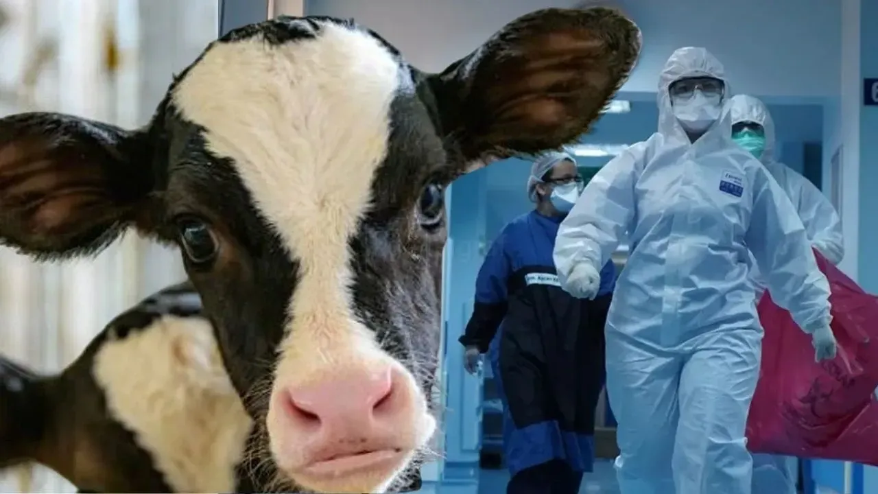 Deli dana hastalığı nedir, belirtileri neler? Deli dana hastalığı tedavisi var mı?