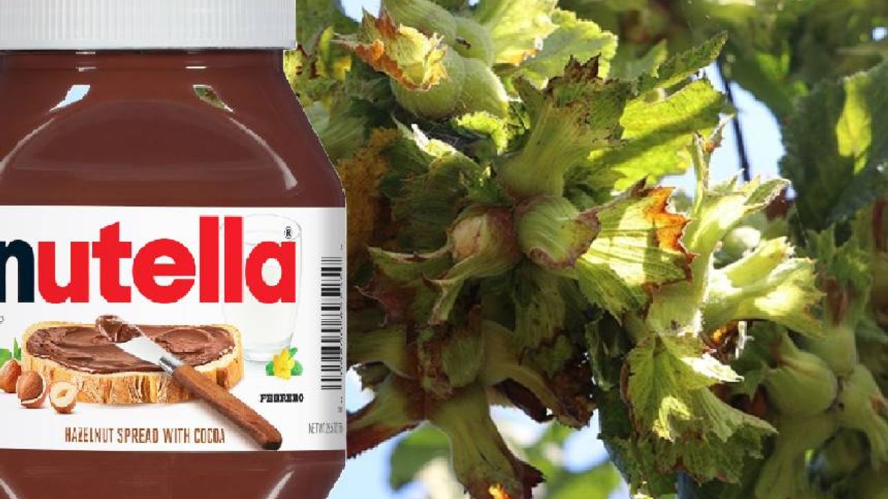 Karadeniz'de 'Nutella' krizi! Fındık alımlarını durdurdu