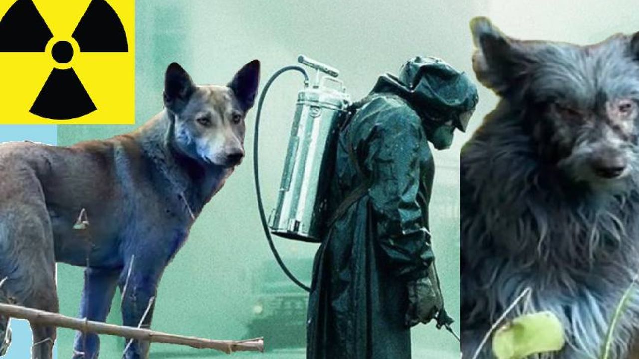 Çernobil'in mavi köpekleri! Nükleer tesis civarındaki hayvanlara neler oluyor?
