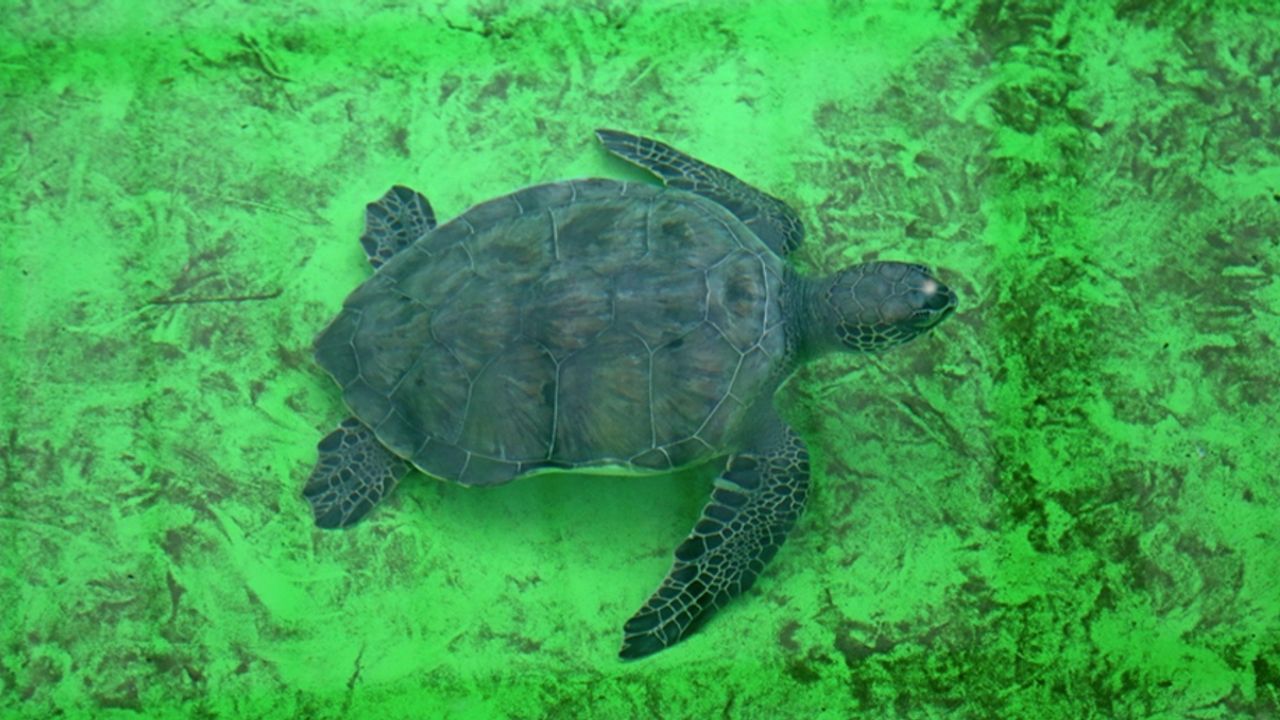 Küresel ısınma caretta caretta yavrularının cinsiyetini de etkiledi