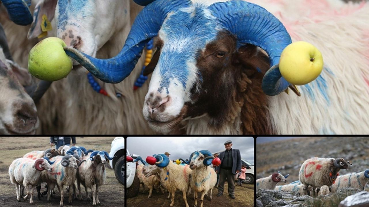 Kars'ta süslenen koçlar "çoban bayramı"yla sürüye katılıyor