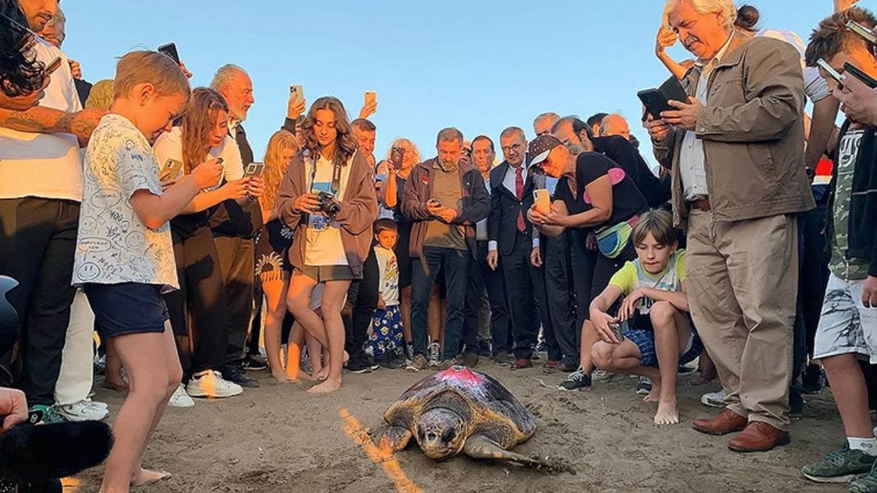 Caretta caretta "Cumhuriyet" mavi sularda 1 yılda 500 kilometre yol katetti