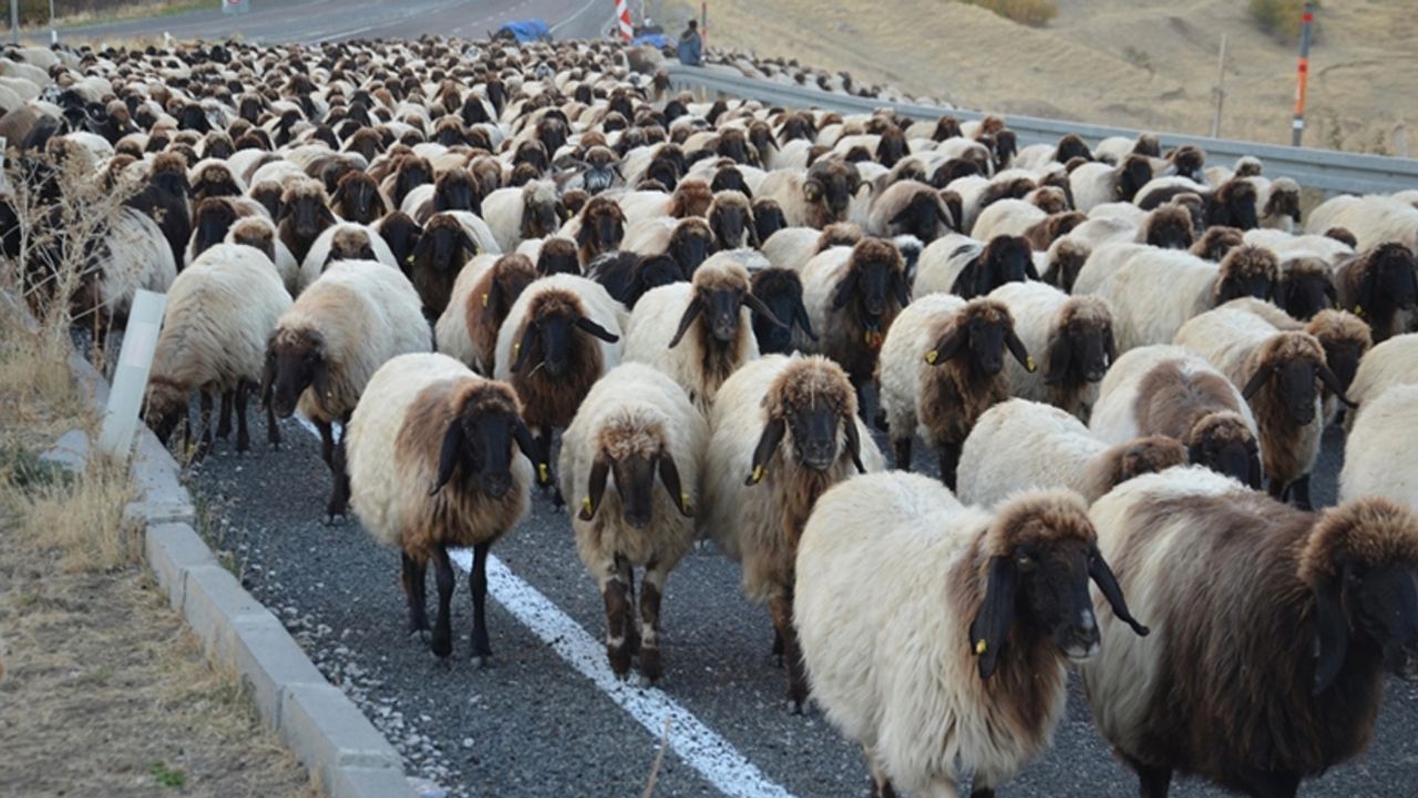 Göçerlerin yaylalardan dönüş yolculuğu sürüyor