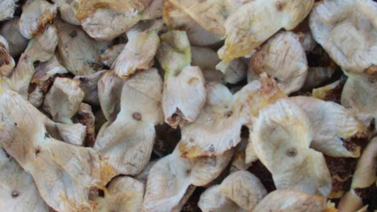 Mersin’de incir sezonu sona erdi, üreticisinin yüzü güldü