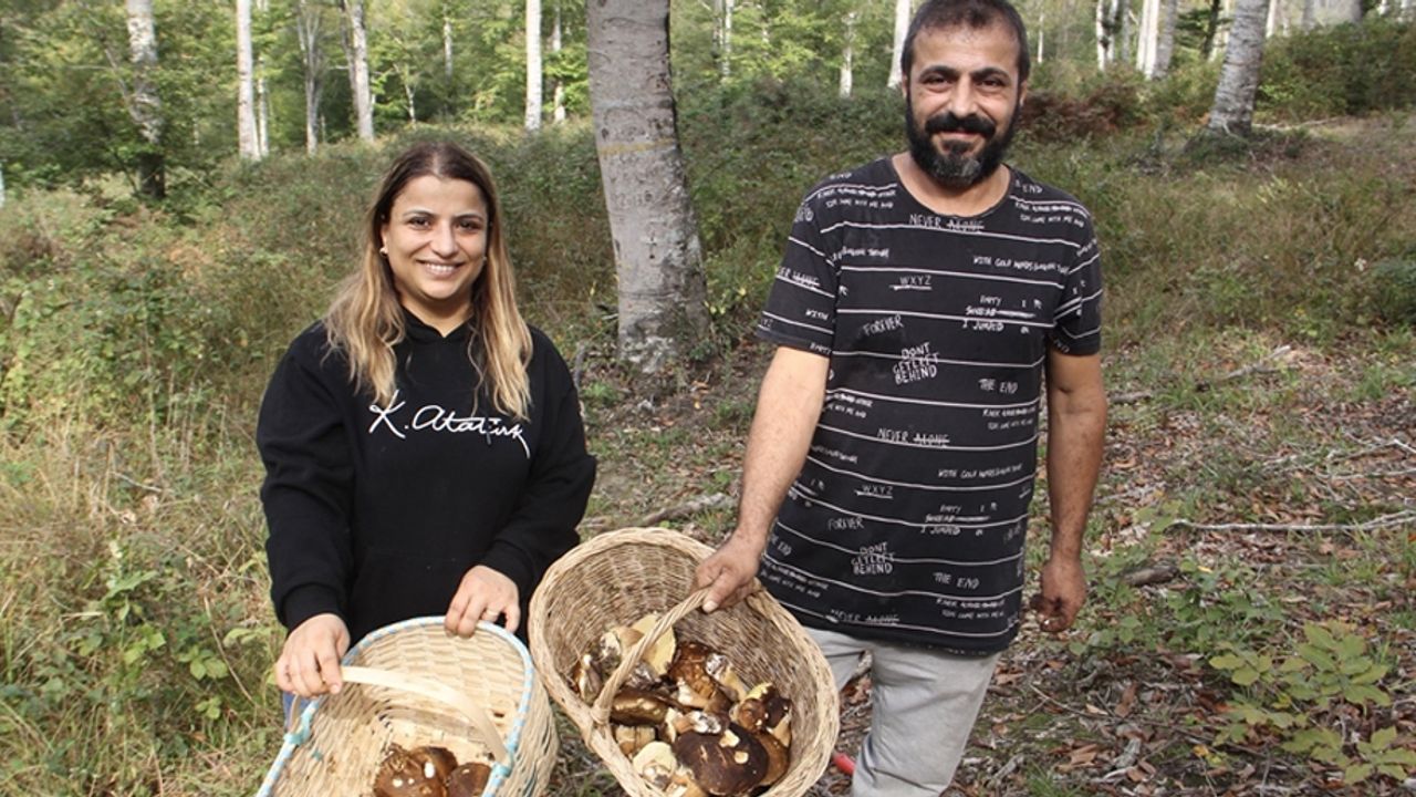 Sinop'ta "fesleğen mantarı" yöre halkına gelir kapısı oluyor