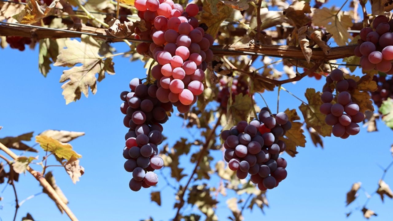 Mardin'de 120 dönüm atıl arazide modern bağcılık yapılıyor