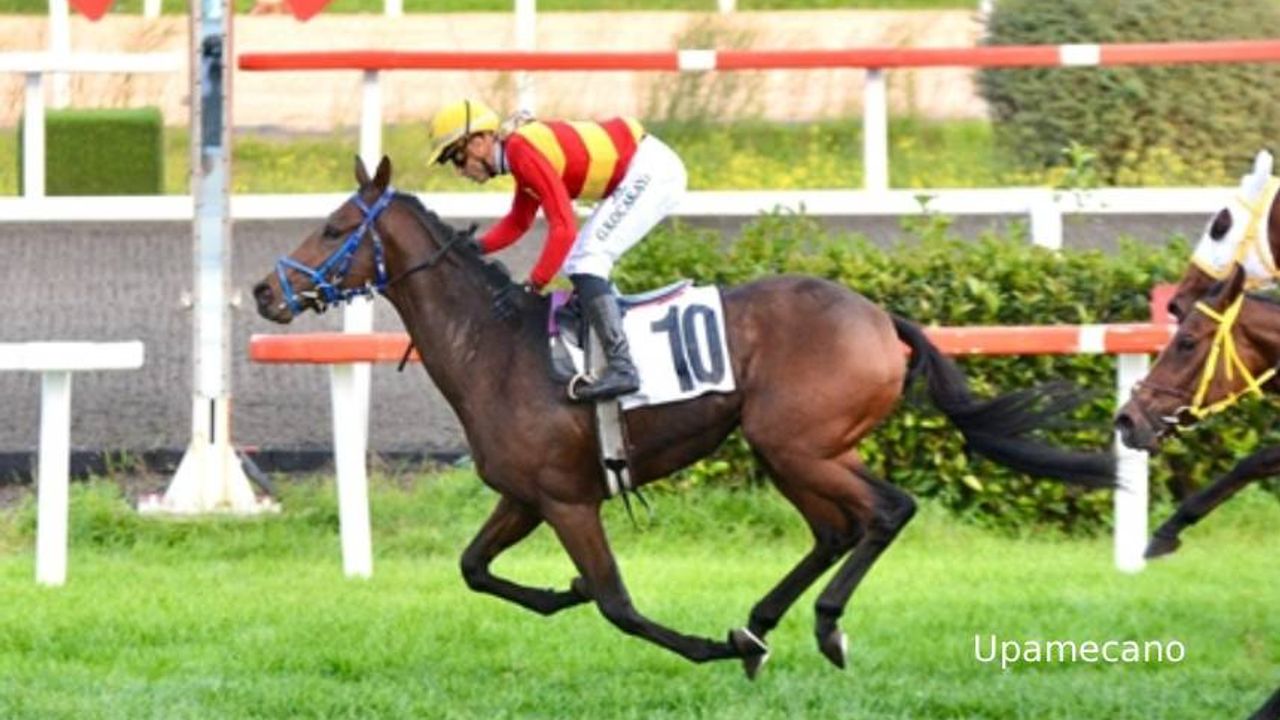 Tüyosu olan kazanır! 29 Ekim at yarışı tahminleri