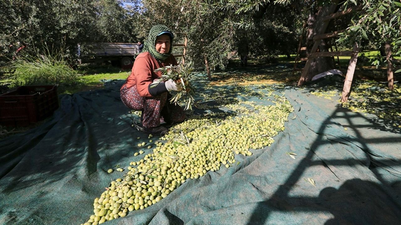 Sofralık zeytin "yok yılı"nda kalitesiyle sevindirdi
