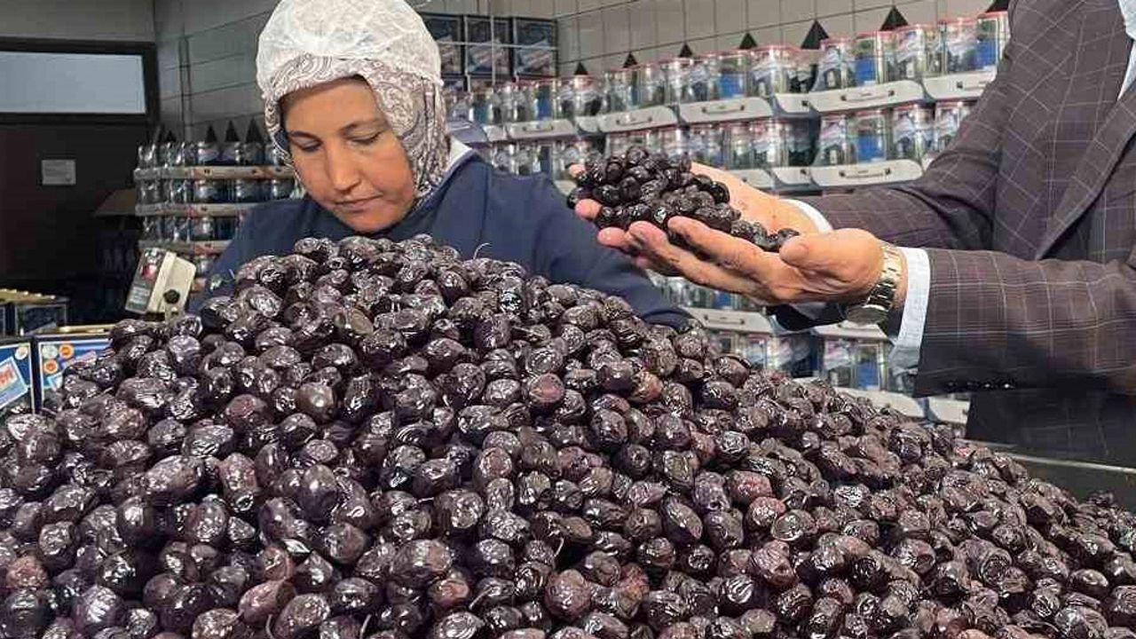 Her 6 sofralık zeytinden birini Bursa ve Balıkesir üretecek