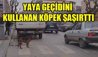 Yalova’da yaya geçidinin kullanan köpek şaşırttı