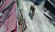 Aç kalan ayılar yerleşim yerlerine inmeye başladı