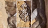 Tunceli’de yumak halinde görüntülenen yılanlar şaşırttı