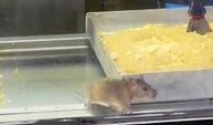 İğrenç anlar kamerada! Börek tezgahlarında fare cirit attı