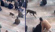 Pitbull aniden camiye girdi: Cemaat ne yapacağını bilemedi