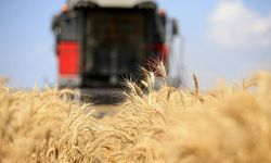105 milyon tonluk artışla tahıl üretiminde yeni rekor