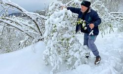 Ordu'da kar ve soğuk hava sonrası fındıkta hasar tespitine başlandı