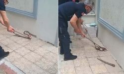 Yılanlar artık her yerde! Sokakları esir aldılar, vatandaşlar büyük korku yaşadı