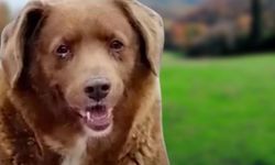  Dünyanın en yaşlı köpeği 31 yaşında