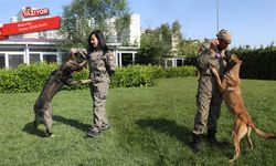 Gizli kahramanlar K9 köpekleri