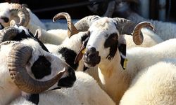Kurban kesim ücretleri belli oldu! 2025 kurban kesim fiyatları