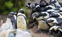 FYZoo'da penguen haftası