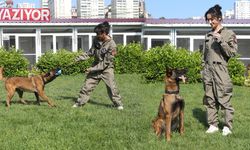 Pelerinsiz kahramanlar K-9 köpekleri