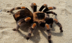 Vücuduna yüzlerce tarantula sakladı