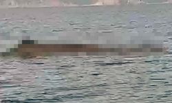 Yer Türkiye... Bir anda su yüzeyine çıkan 12 metre boyundaki canlı şaşkınlık yarattı! Herkes onu görüntüledi