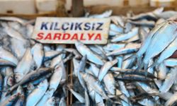 Balıkçıların sardalya alarmı