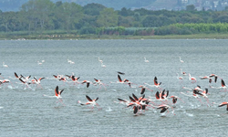 Yalova lagün kuş oteli