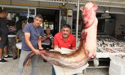 Görenler şaşırıyor! Samsun'da dev yayın balığı