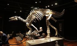 Tam 150 milyon yıllık: Dinozor iskeleti 930 bin avroya satıldı