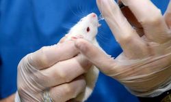 Önemli gelişme! Bilim insanları, uzayda ilk defa fare embriyosu büyüttü