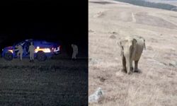Ardahan'da fil görüldü iddiasına valilikten açıklama